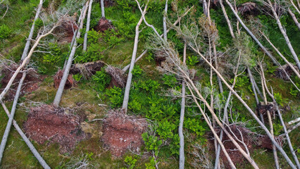 Fototapeta premium Aerial view of uprooted trees in forest caused by storm
