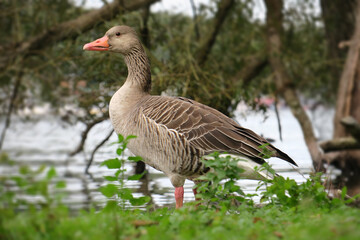 Graugans am Ufer eines Sees - grey goose at a lakeshore - Anser anser