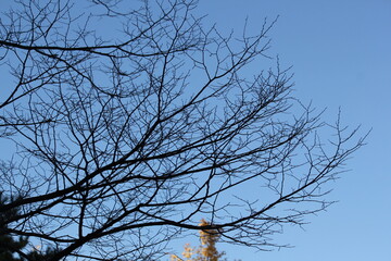 Image of a tree with fallen leaves in an apartment building near the Daecheongcheon Stream walking trail
