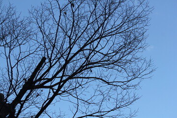 Image of a tree with fallen leaves in an apartment building near the Daecheongcheon Stream walking trail

