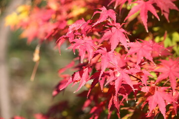 Image of maple trees in apartments near Daecheongcheon Stream Promenade
