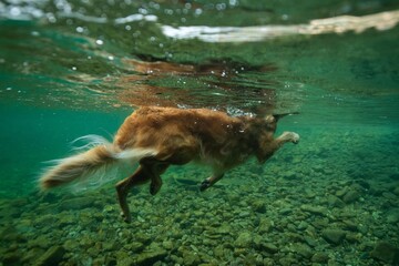 Obraz premium Under Water