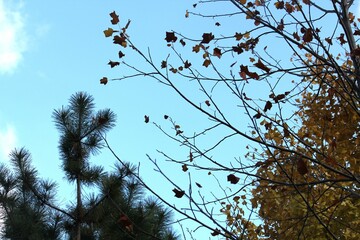 Image of a tree with fallen leaves in an apartment building near the Daecheongcheon Stream walking trail
