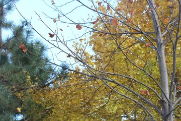 Image of a tree with fallen leaves in an apartment building near the Daecheongcheon Stream walking trail
