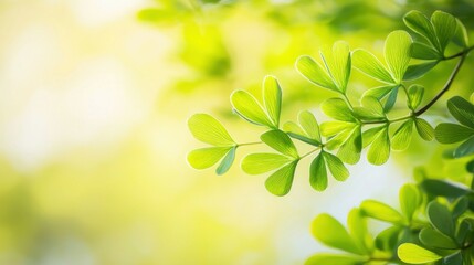 Close-up of vibrant green leaves with soft light.