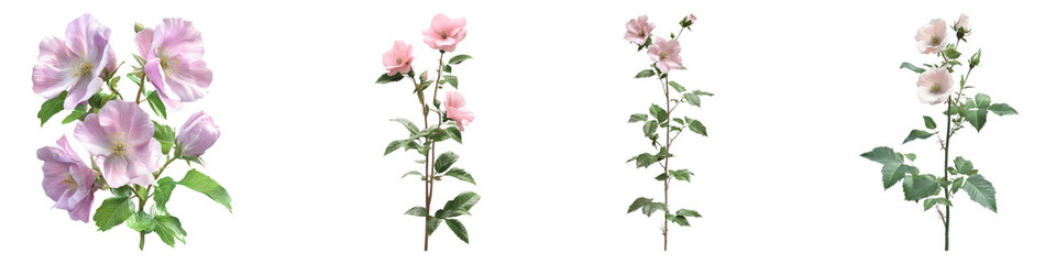 Rose of Sharon isolated on transparent background, Set of