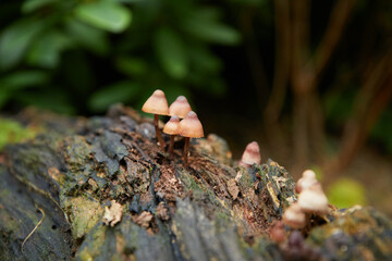 mushrooms in the forest