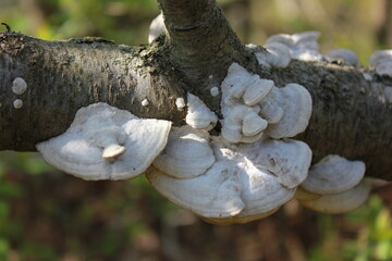 tree trunk with mushrooms