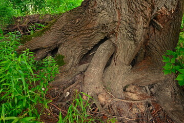 Nadwiślański park