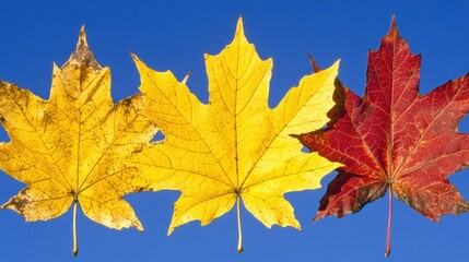 Obraz premium Colorful autumn leaves against a clear blue sky.