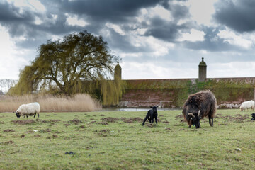 Sheep graze a grassy field near a stone wall.  A black lamb is visible.