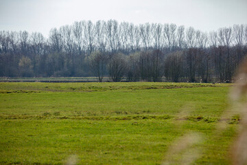 Fototapeta premium Wide shot of a grassy field with a line of bare trees in the background. A flat, expansive landscape.