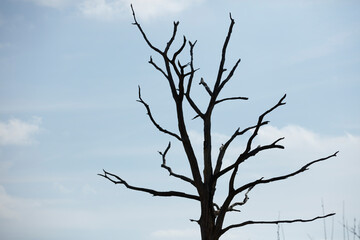 Silhouette of a leafless, dead tree against a pale sky.  Bare branches reach towards a light blue sky.  A stark image of desolation.