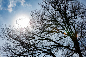 Bare branches of a large tree against a pale blue sky, sun shining through.  Winter scene.