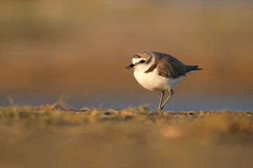 Kentish plover, Charadrius alexandrinus walking and foraging on the beach sand