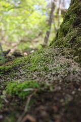 moss on a stump