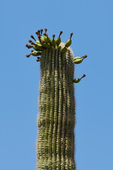 Naklejka premium Cactus Fruit Growing