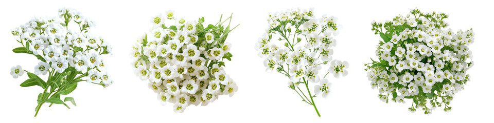 Sweet alyssum isolated on transparent background, Set of