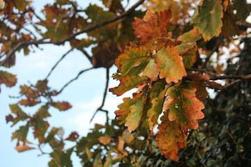 Image of the leaves of the Zelkova tree in bloom at Dadaepo Beach in Busan