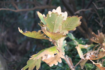 Image of the leaves of the Zelkova tree in bloom at Dadaepo Beach in Busan