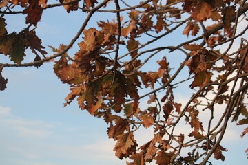 Image of the leaves of the Zelkova tree in bloom at Dadaepo Beach in Busan