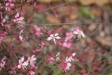 Image of the Dumehaneul flower blooming at Dadaepo Beach in Busan