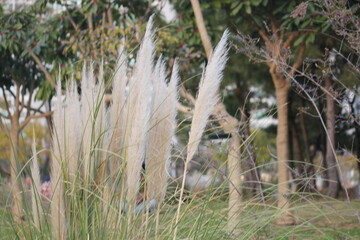 Obraz premium Image of reeds blooming at Dadaepo Beach in Busan 