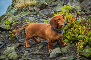 a small petite dog, a dachshund, on a walk in the mountains
