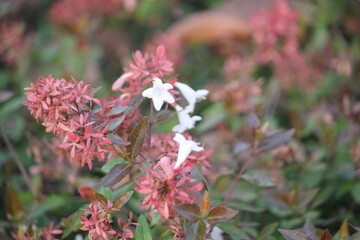 Image of a flowering dogwood tree at Dadaepo Beach in Busan