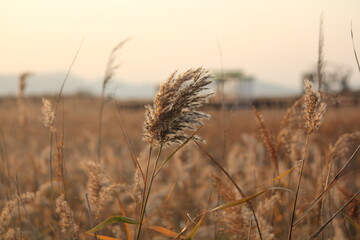 Fototapeta premium Image of reeds blooming at Dadaepo Beach in Busan 