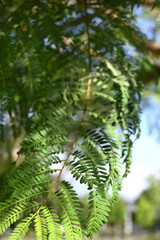 HOJA DEL ÁRBOL DE JACARANDÁ