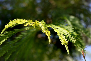 HOJA DEL ÁRBOL DE JACARANDÁ