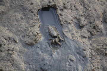 Image of a crab living in a beautiful reed swamp at Dadaepo Beach in Busan