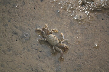Image of a crab living in a reed swamp at Dadaepo Beach in Busan