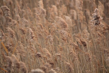 Fototapeta premium Image of reeds blooming at Dadaepo Beach in Busan 