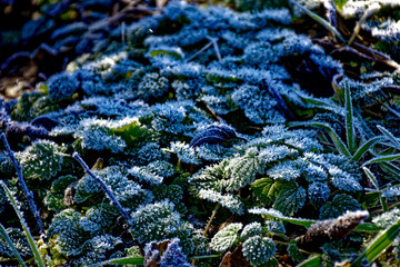 cold winter sunny morning in Bovaria