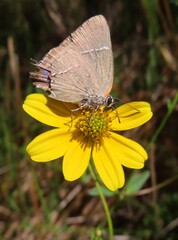 Hairstreak butterfly on yellow flower in Florida nature, closeup