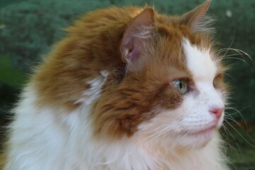 Closeup portrait of a redhead cat, in profile