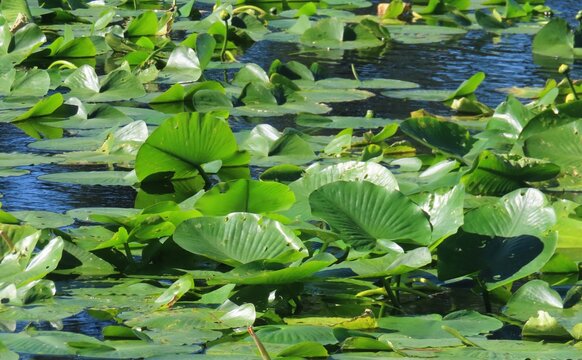 Pond with lotus leaves in Florida nature, closeup 