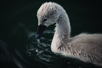 mute swan cygnus olor