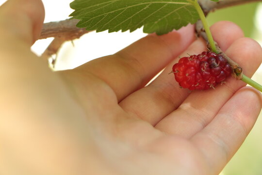 Black mulberry. Hand holding a black mulberry on a branch. immature black mulberry.
