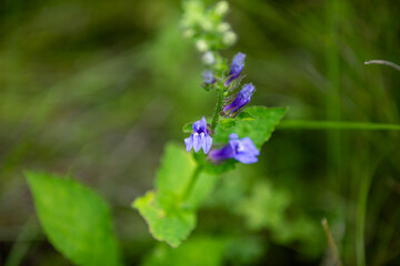 Some flowering blue cardinals (Lobelia siphilitica - great blue lobelia/great lobelia). Very delicate and beautiful, they are a favourite target of bees.
