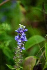 Some flowering blue cardinals (Lobelia siphilitica - great blue lobelia/great lobelia). Very delicate and beautiful, they are a favourite target of bees.
