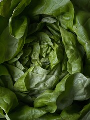 Close-up of the salad. Lettuce leaves.