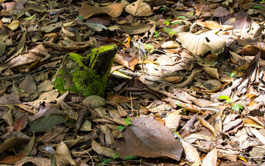 cut tree stump covered in moss in the middle of a tropical forest floor with a layer of leaves and dry branches in the forest gloom number 5