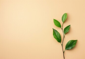 Green branch with leaves on a beige background, showcasing fresh foliage and natural beauty, ideal for eco-themed designs and wellness concepts.