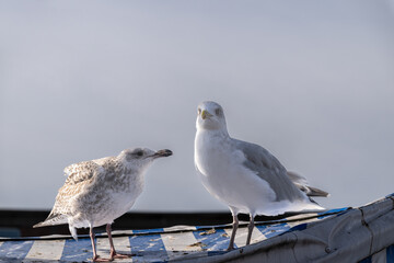 bettelnde Möwe