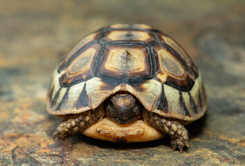 Close-up of a beautiful angulate tortoise (Chersina angulate) in the wild in the Western Cape, South Africa