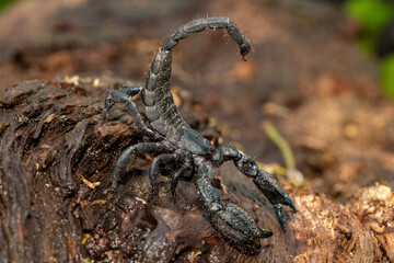 A defensive Cape docile scorpion (Opisthacanthus capensis), also known as a Cape creeper or black rock scorpion, in the wild