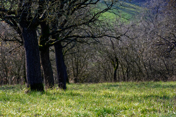 Obraz premium cold winter sunny morning in Bovaria